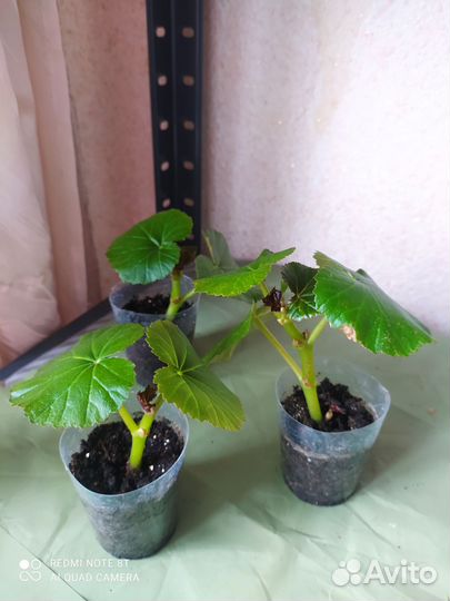 Бегония элатиор