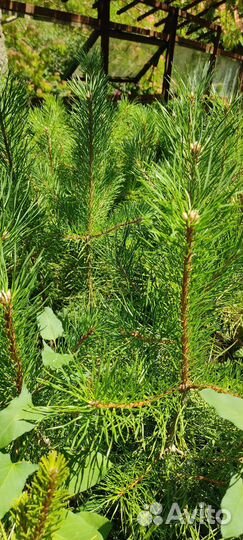 Сосна крымская