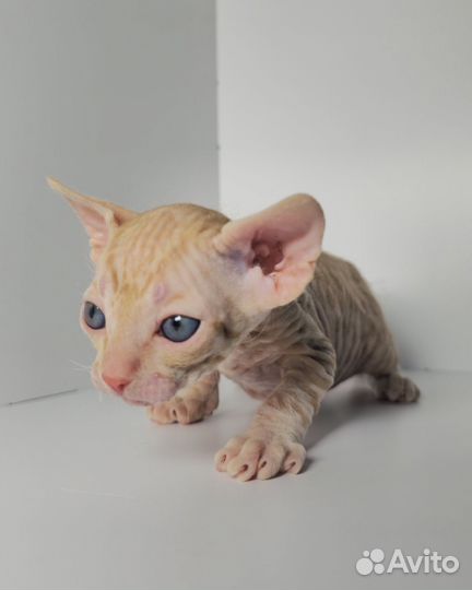 Донской сфинкс