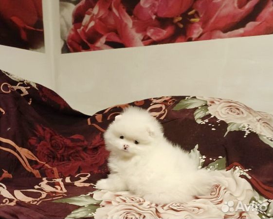 Щенки шпица