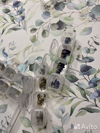 Сухоцветы для маникюра