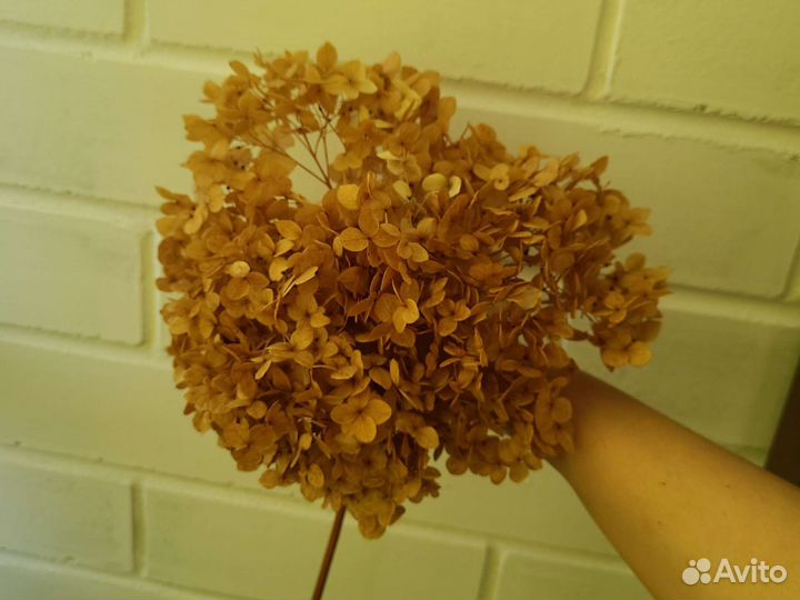 Стабилизированная гортензия