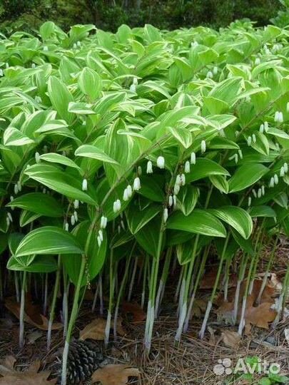 Декоративные кустарники