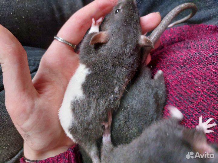 Крысы. Дамбо, Дабл-Рекс, Рекс, Сфинкс