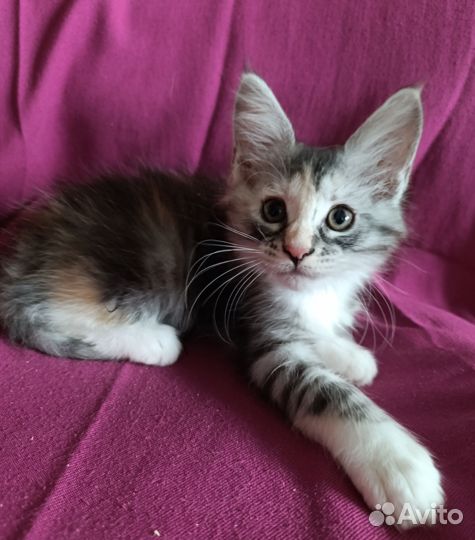 Котята мейн-кун