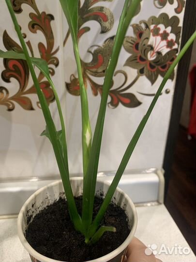 Цветок женское счастье (спатифиллум)