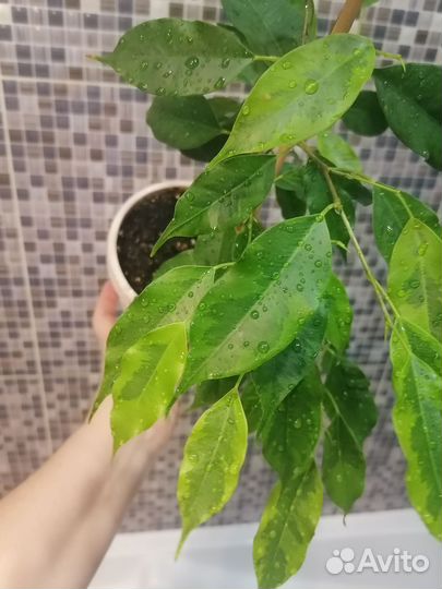 Фикусы сортовые