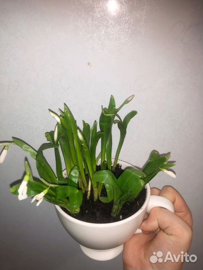 Подснежники