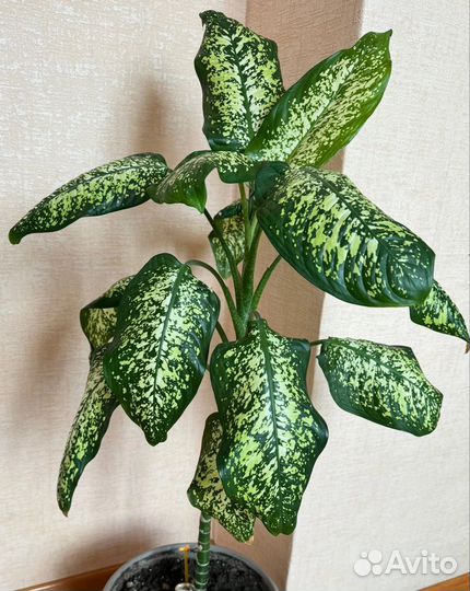 Диффенбахия