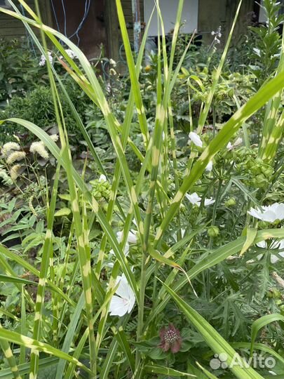 Бузульник Гранито