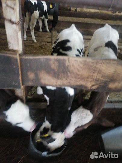 Телята бычки