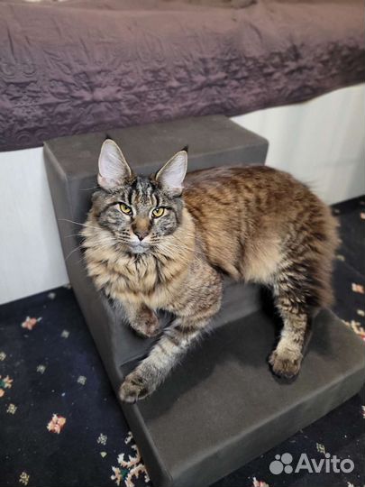 Потерялась кошка