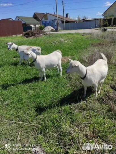 Козье молоко