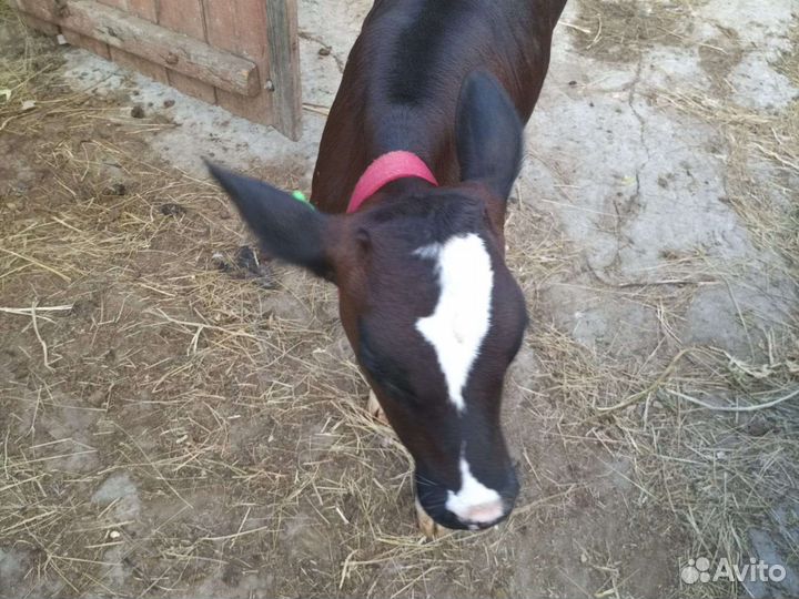 Продается телочка