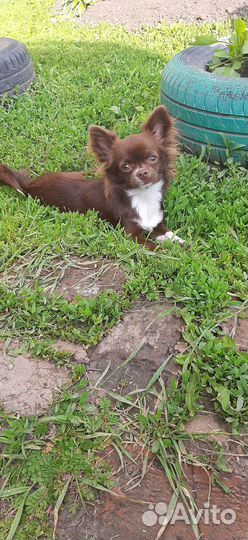 Ищем жениха