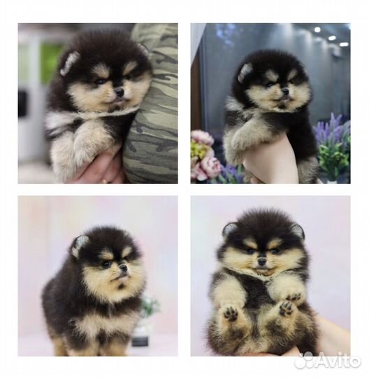 Малыши Померанского Шпица