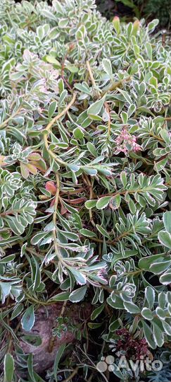 Очиток триколор