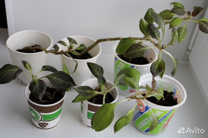 Бальзамин ванька мокрый