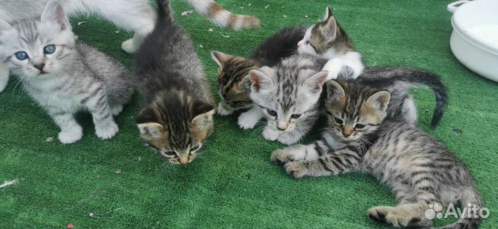 Котята в добрые руки