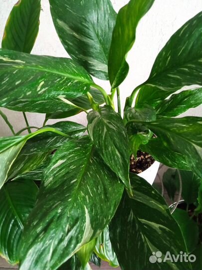 Спатифиллум сортовые