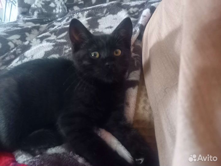 Кошечка 2 месяца