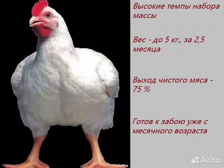 Цыплята бройлеры подрощенные