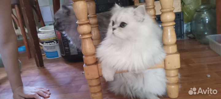 Котик персидской шиншиллы