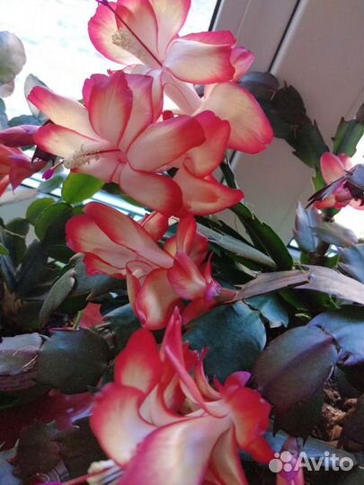 Шлюмбергера Samba Brasil