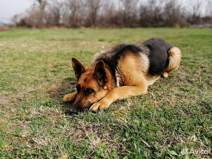 Немецкая овчарка вязка