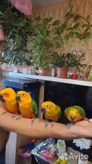 Попугай Аратинга