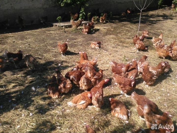 Куры несушки