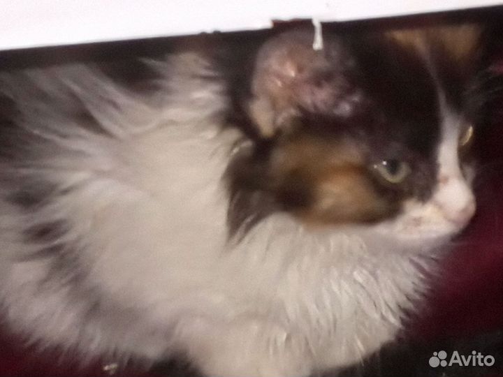 Отдам котят в добрые руки