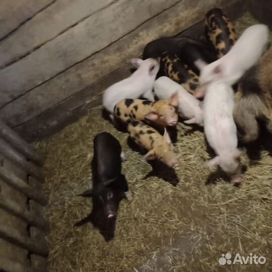 Поросята ландрас дюрок