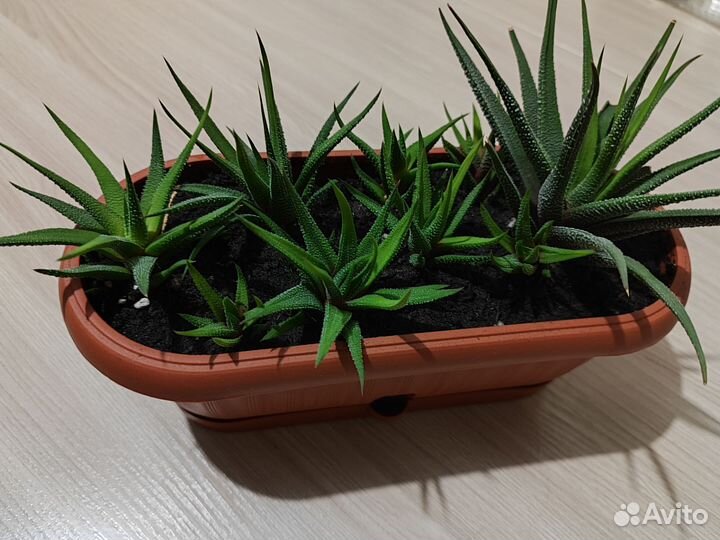 Хавортия