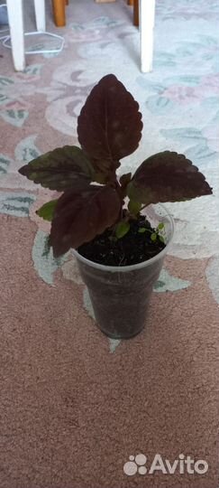 Рассада колеус