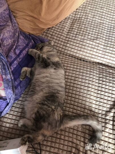 Британская вислоухая кошка