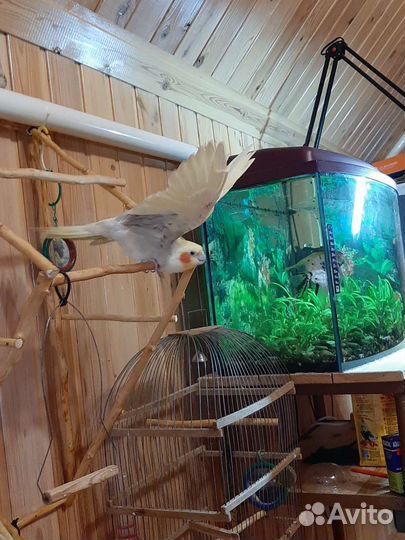 Попугай карелла самец