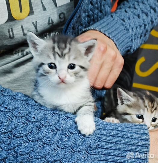 Котята в добрые руки