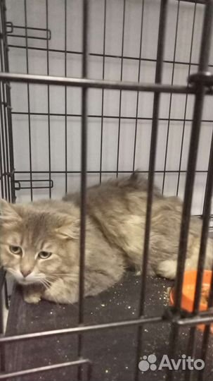 Спасите пушистого кота