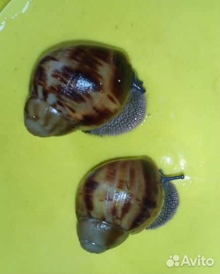 Улитята Архахатина маргината маргината