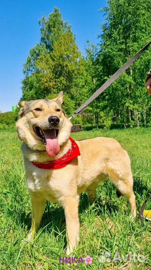 Собака в добрые руки