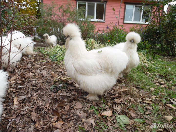 Китайская шелковая