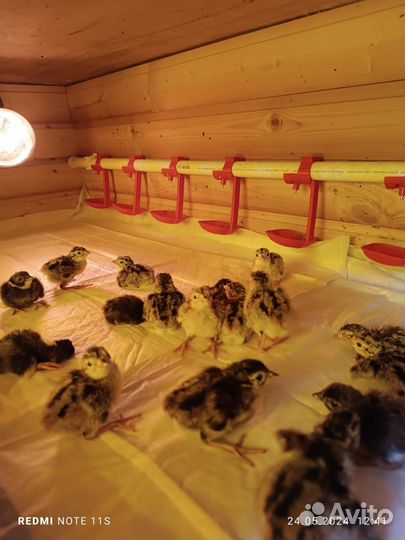 Цыплята фазана охотничьего и румынского