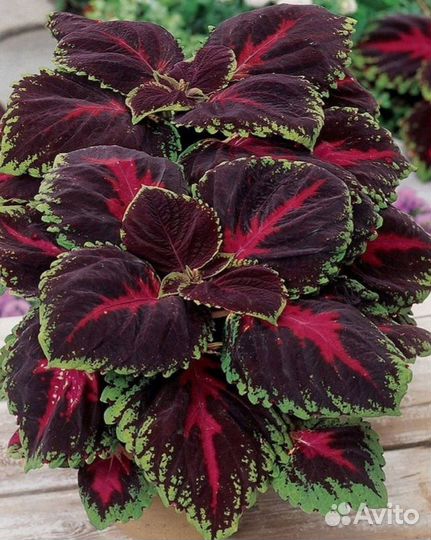 Детки комнатных растений