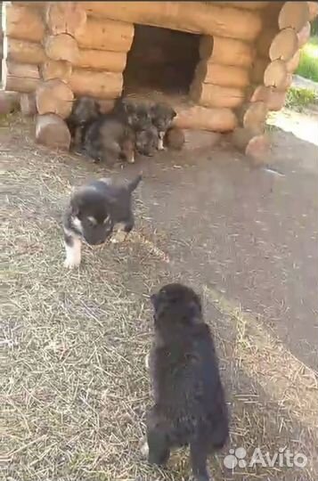 Отдам в добрые руки