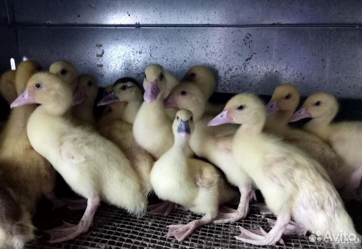 Продаются утята подрощенные оптом