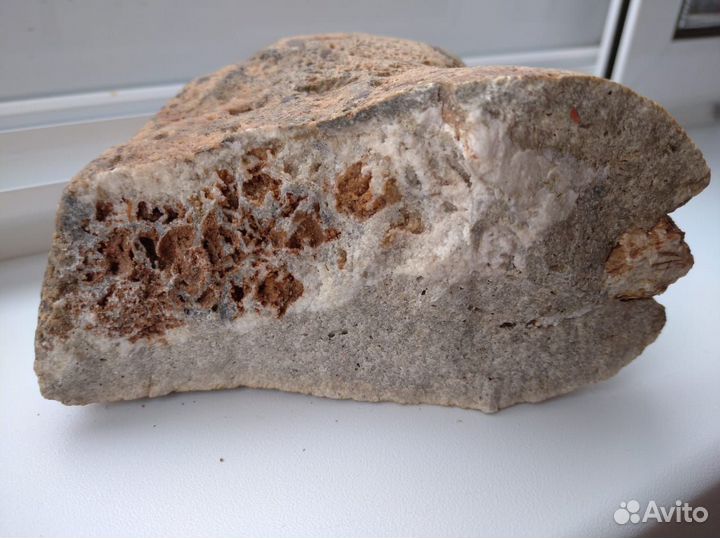 Окаменелость