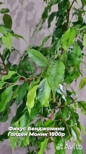 Фикусы большие редкие