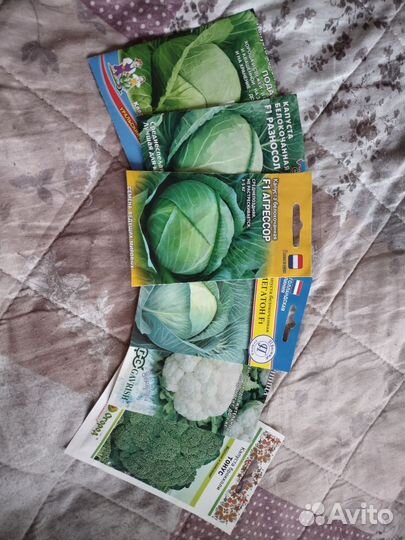 Рассада капусты