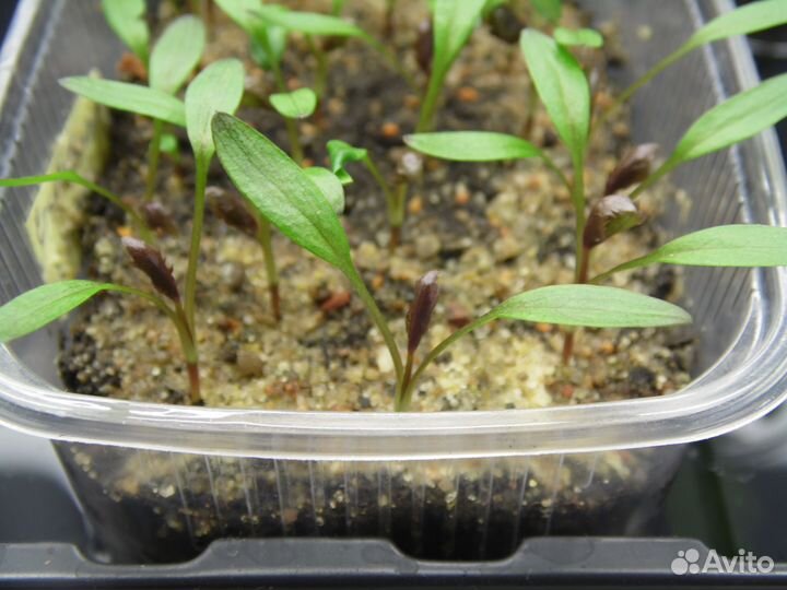 Растения для сада